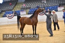 25R1516_08079 thumbnail