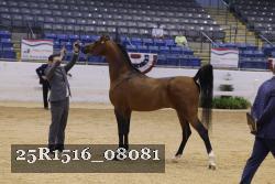 25R1516_08081 thumbnail