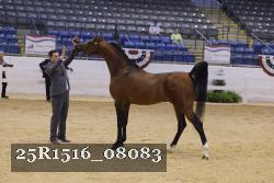 25R1516_08083 thumbnail