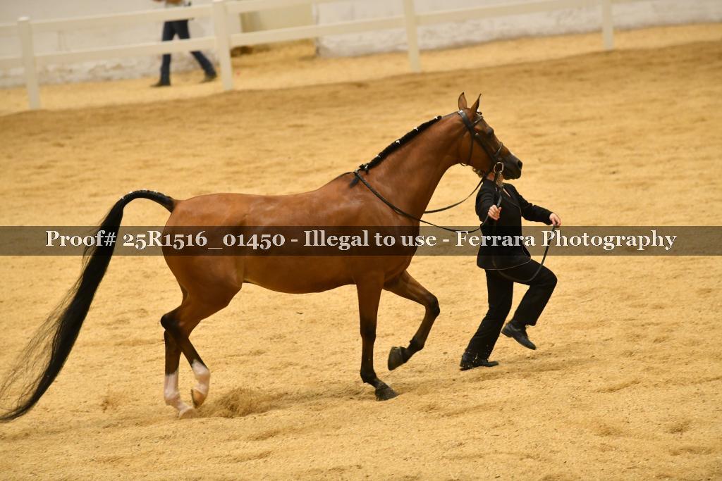 Proof Number 25R1516_01450
