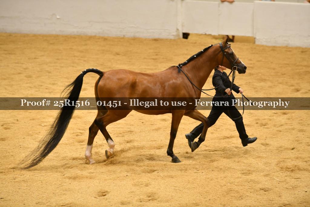 Proof Number 25R1516_01451