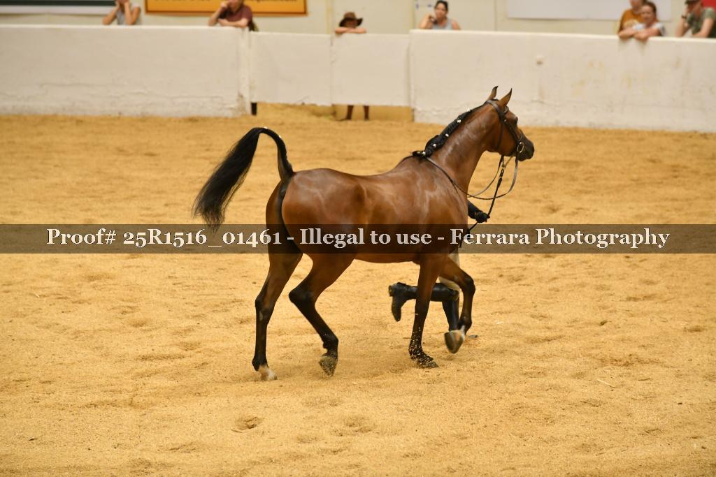 Proof Number 25R1516_01461