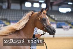 25R1516_02250 thumbnail