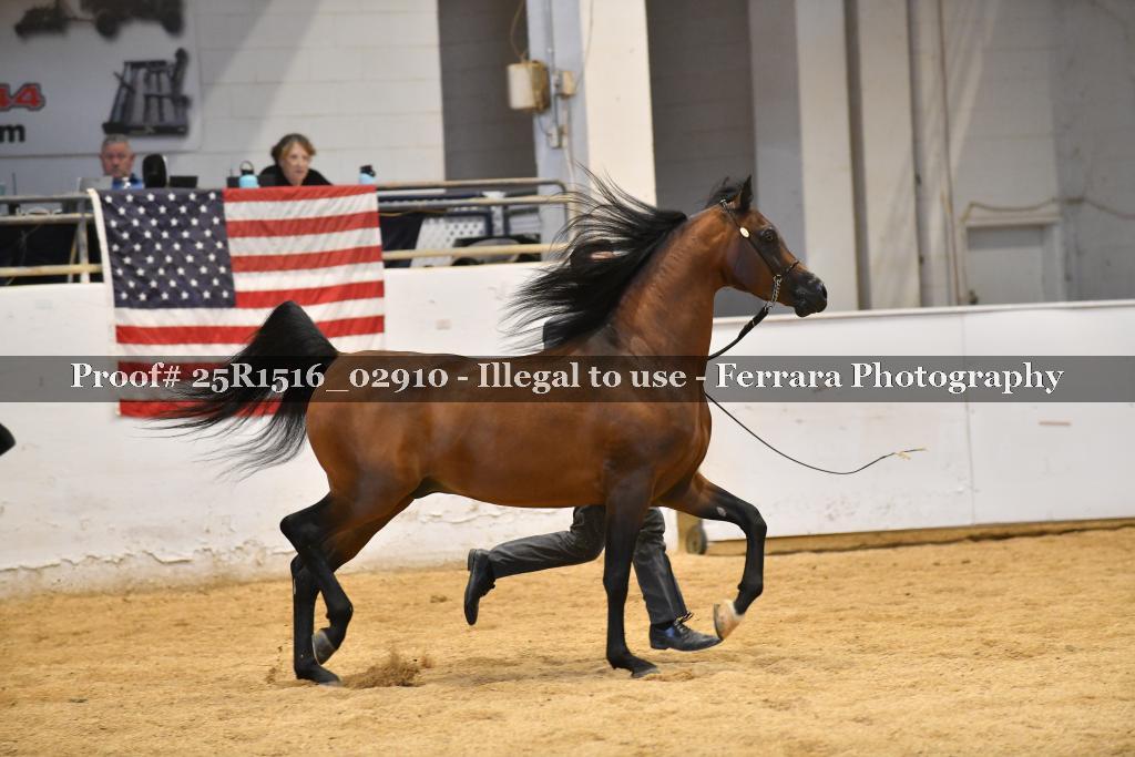 Proof Number 25R1516_02910