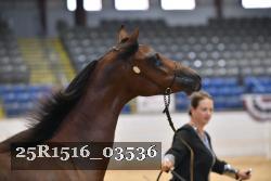 25R1516_03536 thumbnail