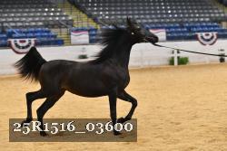 25R1516_03600 thumbnail