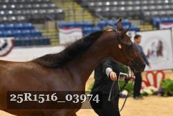 25R1516_03974 thumbnail