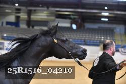 25R1516_04210 thumbnail
