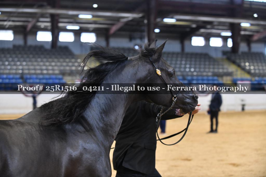 Proof Number 25R1516_04211